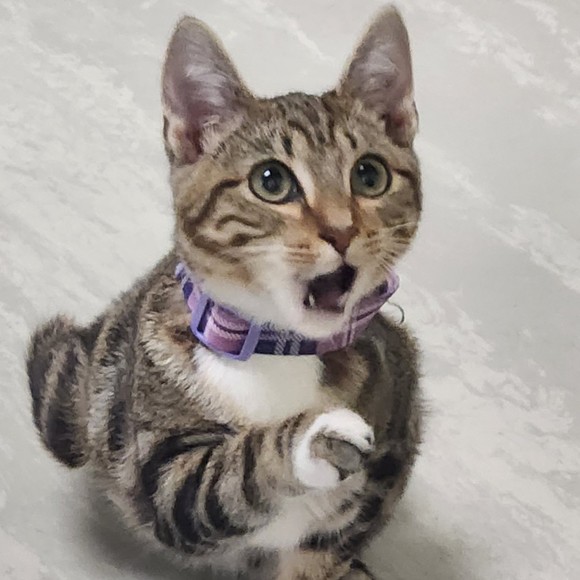 Meet your Posher, Tanya - Picture 1 of 1